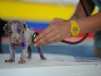 Des frais vétérinaires en forte augmentation !