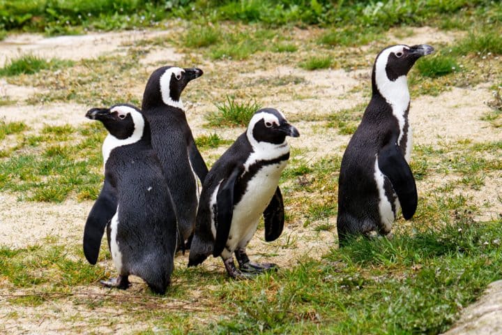 Tropiquarium de Servion manchots