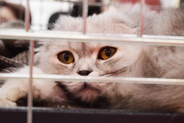 permis pour adopter un animal