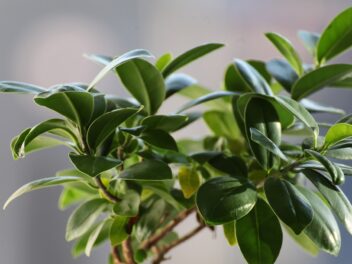 8 plantes toxiques pour les chats à faire attention (avec images)