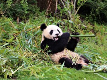 12 plus beaux zoo de France