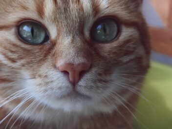 Pourquoi votre chat frotte sa tête ?