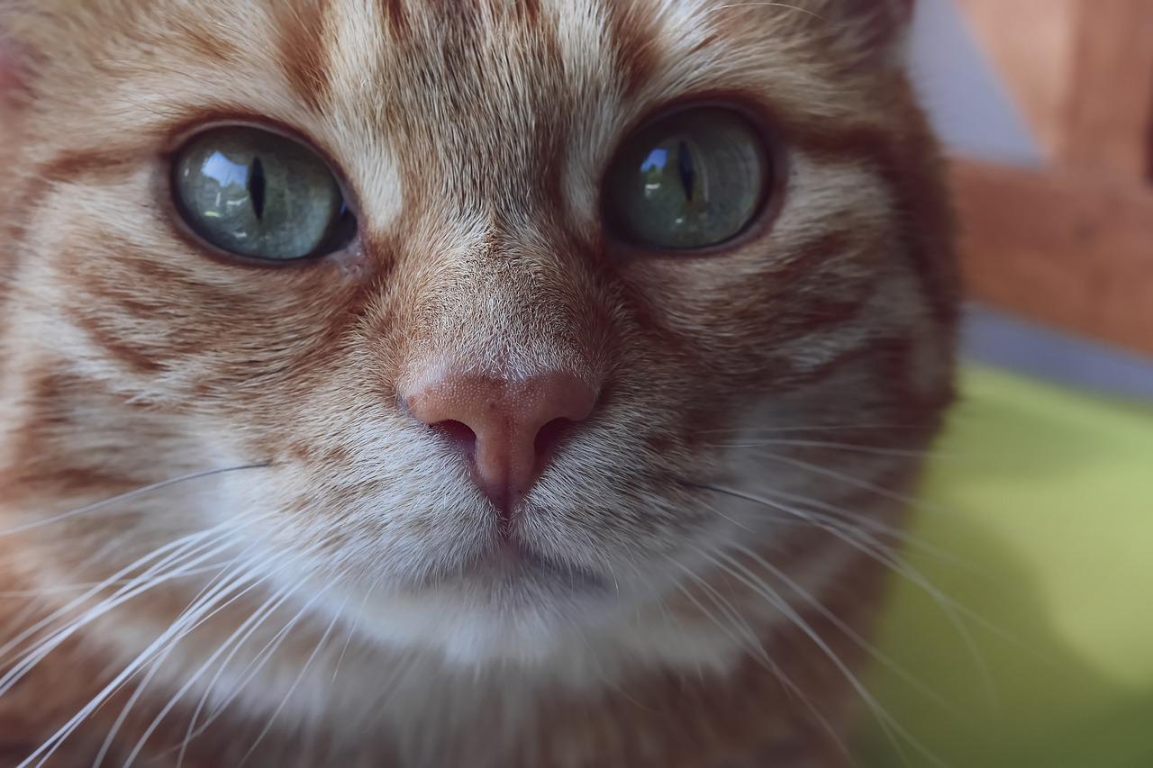 Pourquoi votre chat frotte sa tête ?