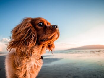 Que faire de son animal pendant les vacances ?