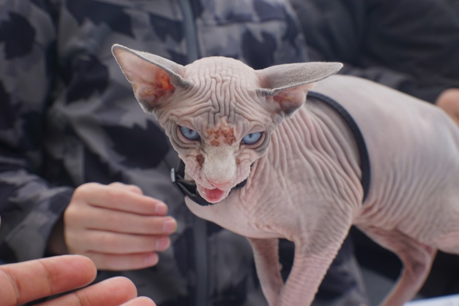 races de chat problème de santé