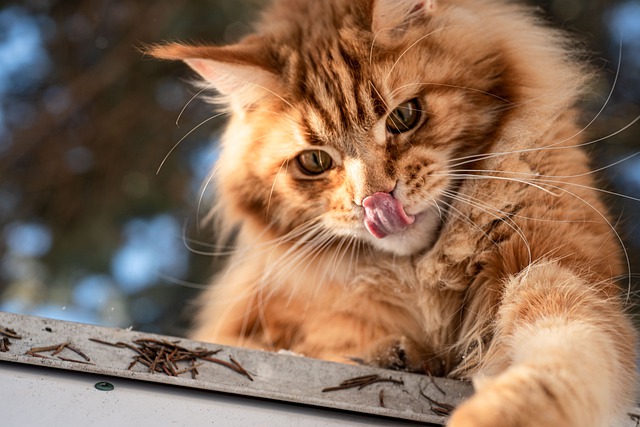 race de chat gourmande