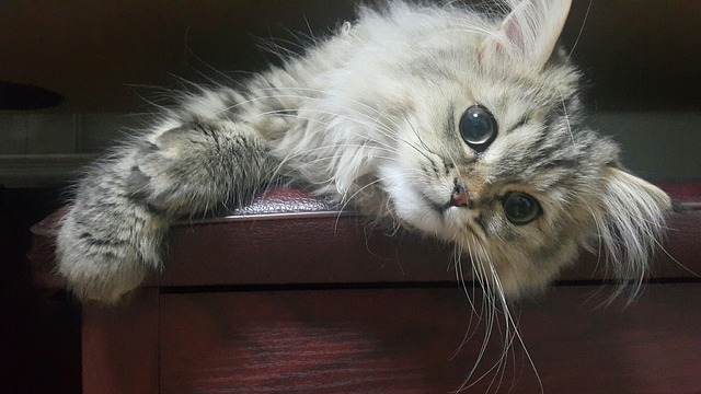 race de chat moins agile