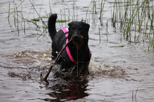 race de chien courageuse