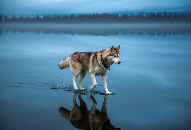 race de chien fugueuse