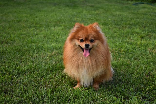 race de chien ressemble à un renard