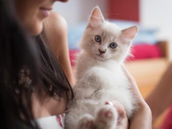3 races de chat qui aiment être portées !