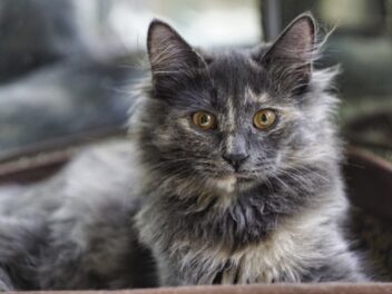 5 races de chat avec la santé plus fragile