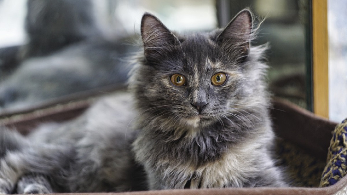 5 races de chat avec la santé plus fragile