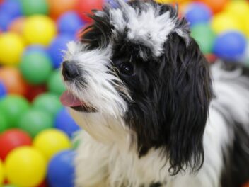 5 races de chiens qui dorment beaucoup