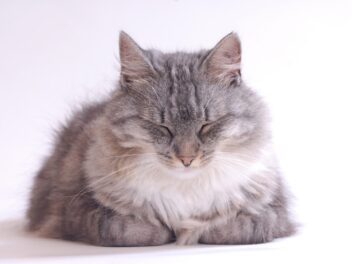 Comment prendre soin d&rsquo;un chat à poils longs ?