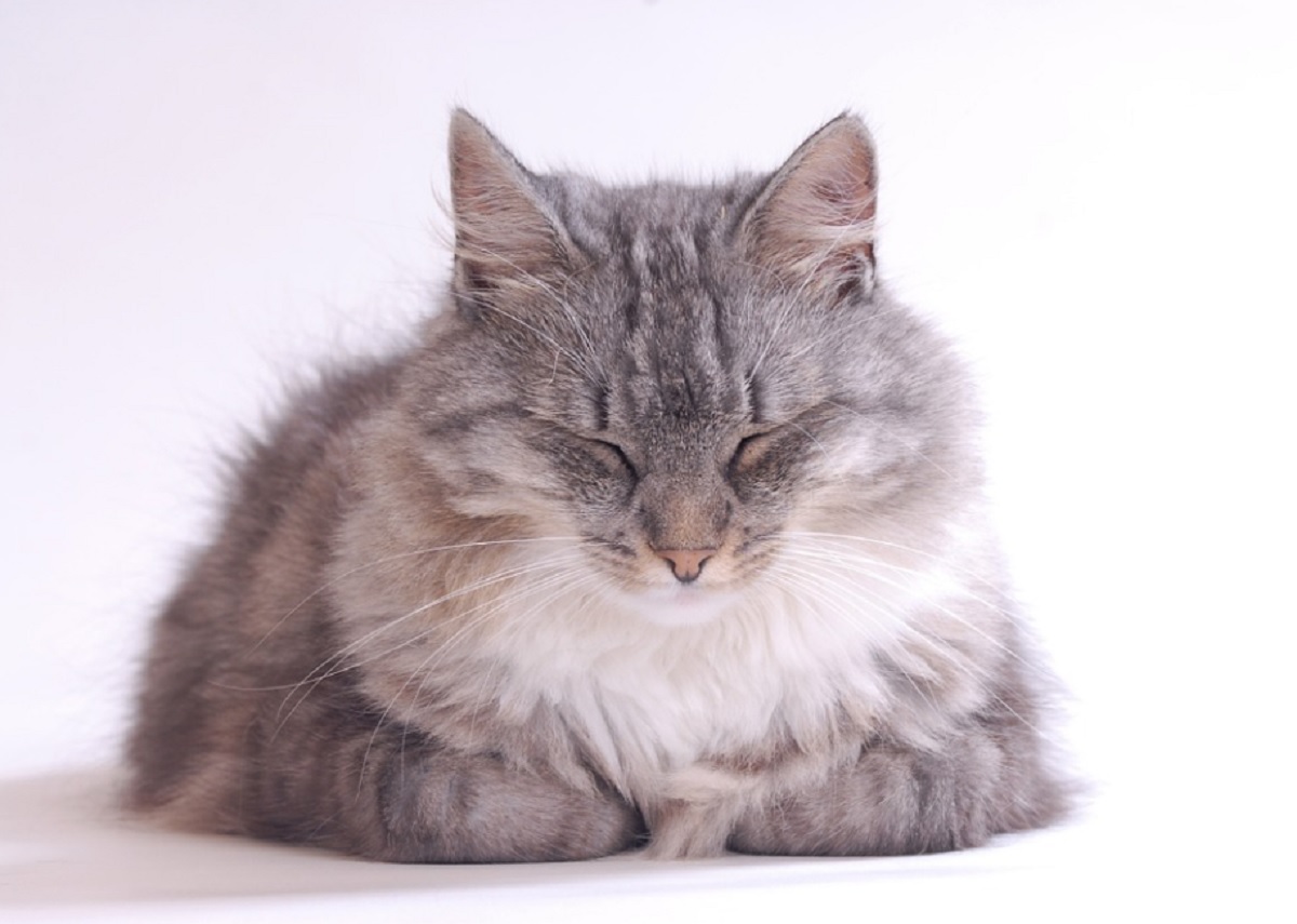 Comment prendre soin d&rsquo;un chat à poils longs ?