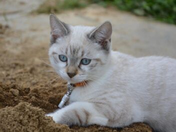 5 races de chat qui creusent la terre