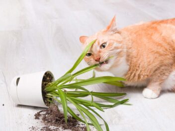 3 races de chat qui attaquent le plus les plantes vertes