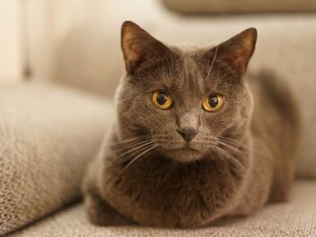 Les 5 races de chat idéales pour voyager