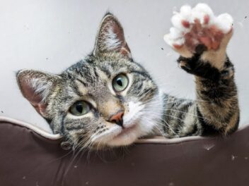 Les 5 races de chat les plus intelligentes