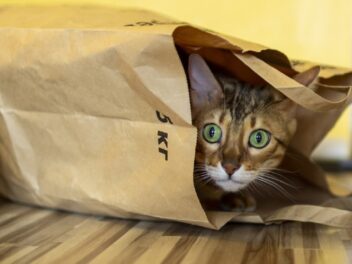 Les 5 races de chat les plus joueuses