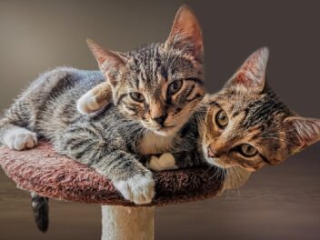 Les 5 races de chat les plus joyeuses