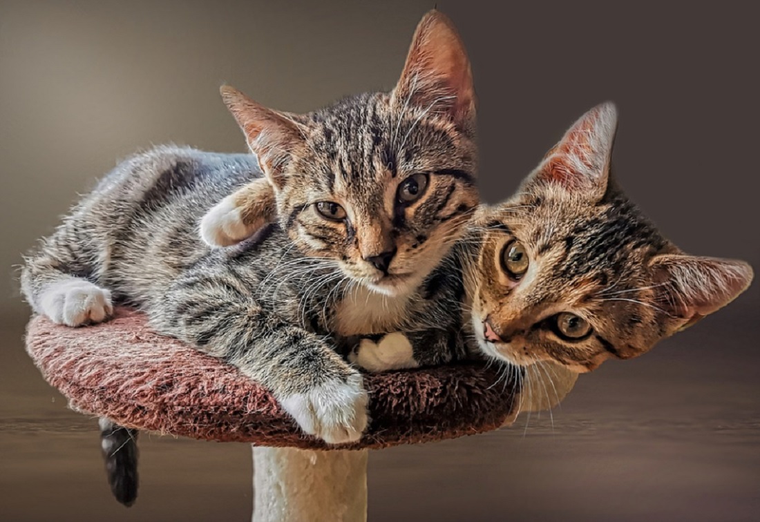 Les 5 races de chat les plus joyeuses