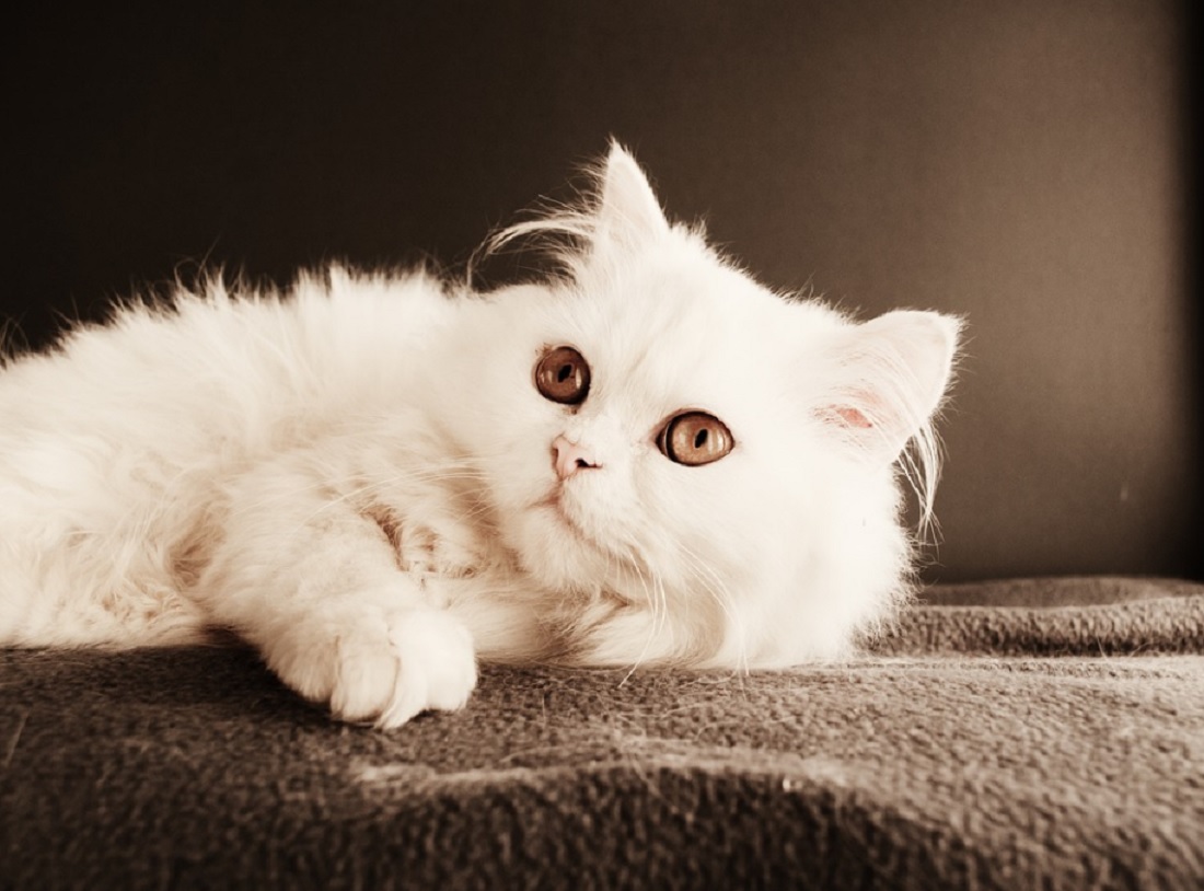 Les 5 races de chat les moins actives