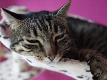 3 races de chat qui sont les moins intelligentes