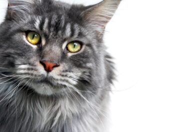 3 races de chat qui sont les plus obéissantes