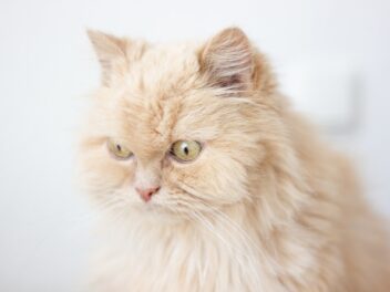 5 races de chat qui perdent le plus leurs poils