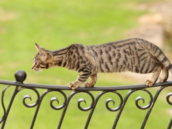 3 races de chat qui sont les plus agiles