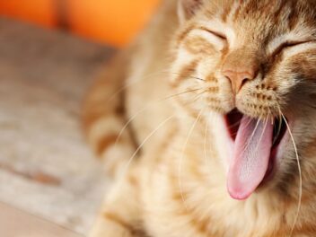 Les 7 races de chat qui ont le plus de problèmes de santé