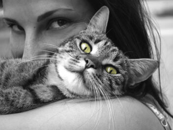 Les 8 races de chat qui sont de vrais pot de colle