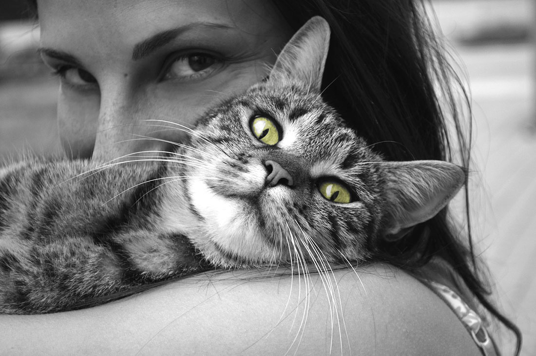 Les 8 races de chat qui sont de vrais pot de colle