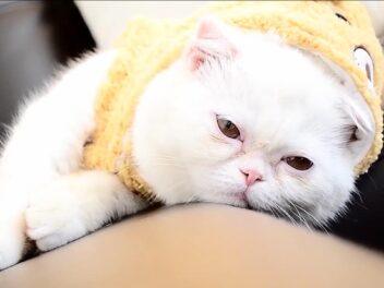 3 races de chat qui bavent