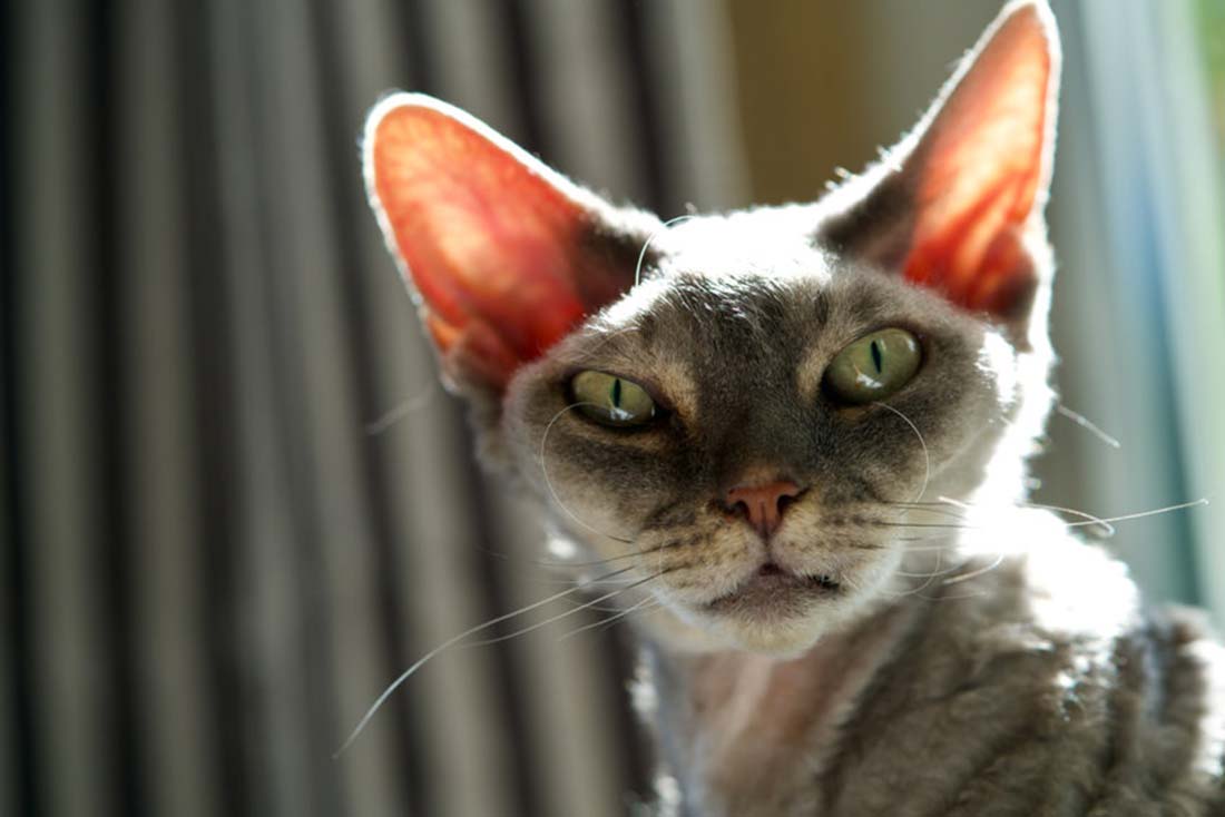 Les 3 races de chat qui font peur