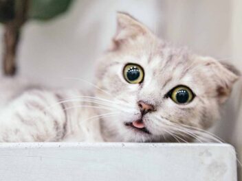 3 races de chat qui ne sautent pas