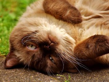 3 races de chat qui ronflent