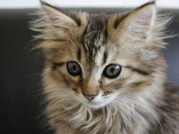 3 races de chat qui ressemblent au Maine Coon