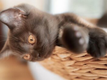 3 races de chat qui ne sortent pas leurs griffes