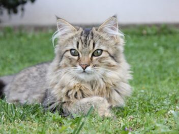 3 races de chat qui peuvent vivre dehors