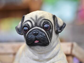 5 races de chien qui n’aboient pas