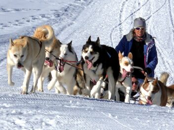 3 races de chien qui sont utilisées comme chien de traineau !