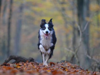 3 races de chien qui sont les plus fugueuses