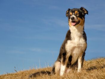 3 races de chien qui gardent les moutons