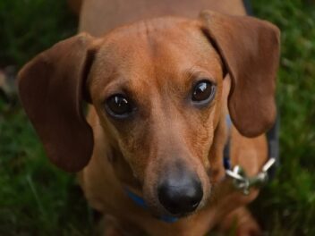 3 races de chien qui sont les plus fidèles