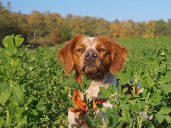 Voici les 8 races de chien qui sont les moins affectueuses