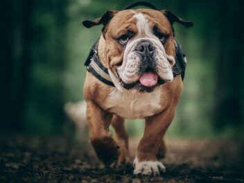 3 races de chien qui sont les moins sportives