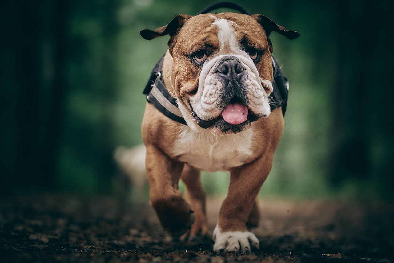 3 races de chien qui sont les moins sportives